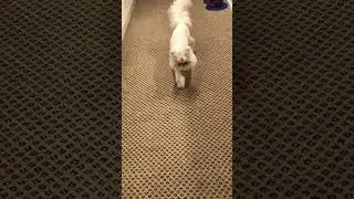Persian Chinchilla Champion Cat Baymax - his cool walk!