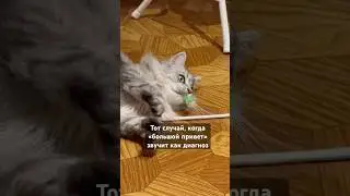 С приветом по жизни 😻#домашниелюбимцы #веселыекоты #юмор #видосыоткота #жизньвчехии