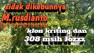 sidak di kebun