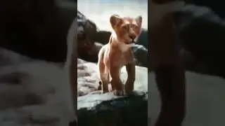 mufasa the lion king leaked #edit #music #lion #tiger #jaguar #leopard #cougar #cheetah #lynx