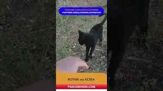 Очень общительный котик из #altea