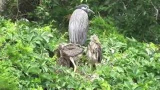 Yellow Crowned Night Heron with Chicks @ Ocean City Welcome Center  6-27-16
