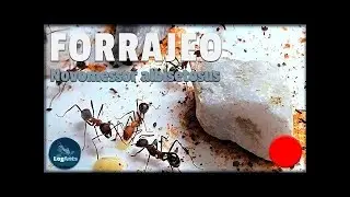 🔴EN DIRECTO! Vemos a las Novomessor albisetosus forrajear, comer y beber en directo!!!