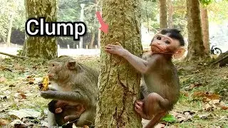 New​ ​Update!!,Baby Monkey Dustin Try Hard To Clump Tree,Diamond​ Not Allow Baby Dustin Eat Mango