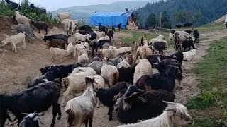 Rel nepali mountain village life || most peaceful and relaxtion  himalayan shepherd  life