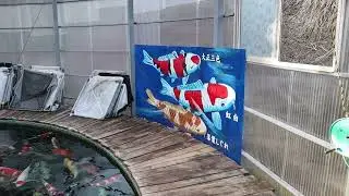 Binnenkijken bij: Maruhiro Koi Farm