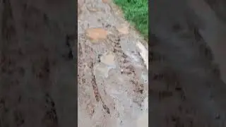 bad road#offroading#badroad#trending #funny #muddytruckoffroadrunner #muddyroad