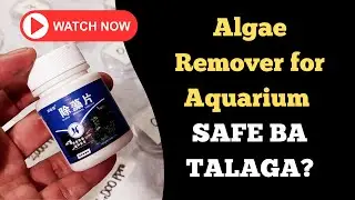 Safe ba ang Algae Remover sa Isda? Sinubukan Ko Gamit ang Brine Shrimp Lethality Test | Katropapets