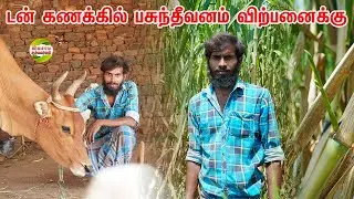60 வருடங்களுக்கு முன்பு கட்டிய சுவர்|மாட்டு கொட்டகை|இளம் விவசாயி  #vivasayaarvalargal #cows #erode