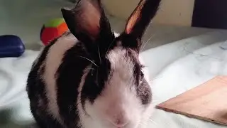  Rabbit puku s 🐰 Funny Moments ? With cute Bunny ! 🤣@durgasharma8585 
