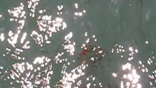 sammytheseal