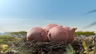 Bubble animal animation video