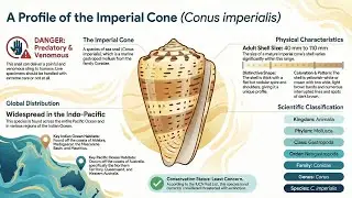 SEASHELL CONUS IMPERIALIS I INDIA SEASHELL MUSEUM