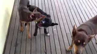 Noonbarra Honey playing with Rocky (American Staffordshire)