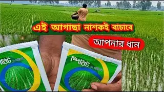 এই আগাছা নাশকই বাঁচাবে আপনার ধান 🌾🔥 | ধানখেতে আগাছার দমন সহজ উপায় | Bangla Farming Tips
