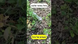 טיול באזור אלונה #אלונה #יער #פטריות