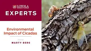 Marty Berg: Environmental Impact of Cicadas
