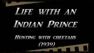 Very rare footage of #Cheetah hunting #Blackbuck a long time ago in #India