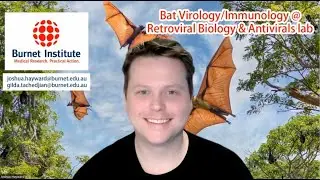 Bat viruses and antiviral immunity | Study At Burnet | Burnet Institute