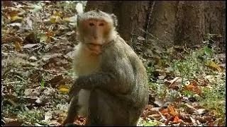 Wow! Big Monkey Stranger trying to Join Amari troop but Ashly disagree, Wild Cambo