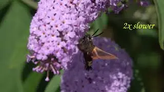Bee Hawkmoth