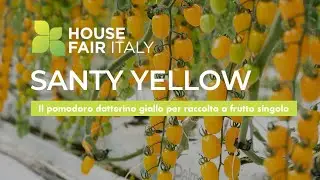 Pomodoro Datterino SANTY YELLOW by Enza Zaden - Promo per House Fair Pomodoro Sicilia 2021