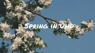 Spring in 4k - Lars Kliewer