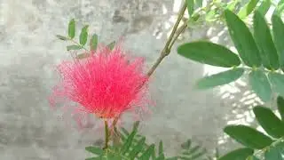 Calliandra || Powder Puff Tree