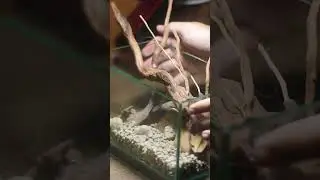 Make pond in 25x15x15 cm  #paludarium  #terrarium  #aquaterrarium  #ecosystem