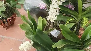 đai ch&acirc;u nhiều m&agrave;u chơi hoa tết ạ @916594696