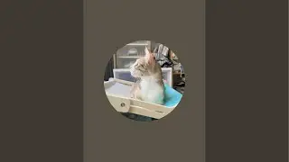 每天早上直播貓