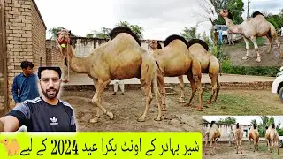 Sher Bhader Ke Ont Mianwali Season 2024 Update 🐪 Camel farming in Pakistan