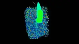 MicroCT scan of plant's buried root system