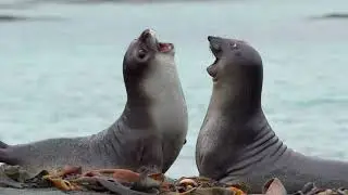 Subantarctic Islands Cruises | Heritage Expeditions