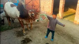 Bablu ke new morak aur rassi dal di | Adil Charwaha