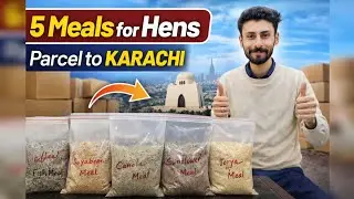 5 Best Protein Meals for Hens | Online Feed Packing & Karachi Delivery