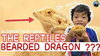 SKYDEAN BERTEMU BREADED DRAGON | EP. THE REPTILES #learnwithskydean