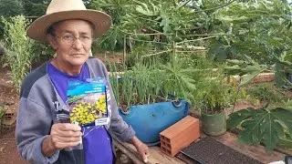 PLANTANDO SEMENTES DE PIMENTAS  AQUI NA HORTA