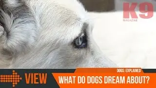 What Do Dogs Dream About