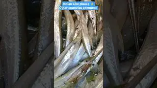 Asian freshwater needlefish The Kakila or Kakhle freshwater garfish