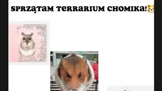 sprzątam terrarium mojemu chomikowi 🐹