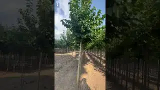 Baumhasel | Corylus colurna