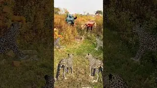 4 leopard attack on a innocent dear 😯 #foryou #dangerousanimals #shortsfeed