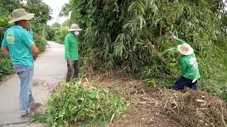 Clearing the Giant Bamboo  -  Restoring a Clear Path