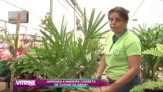 Aprenda a maneira correta de cuidar da ráfia