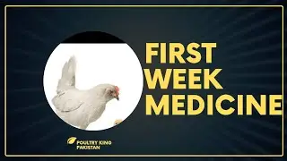 Poultry farm business, murgi ka karobar Kaisa Karan, poultry line phla hafta ki medicine information