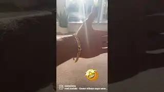 The $50,000 Chain That Broke the Internet