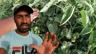 أجي تشوف طماطم