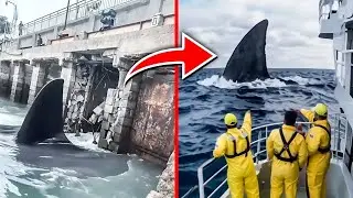 Marine Biologists Finally Discovered What Devoured an Entire Great White Shark!
