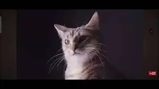 Вечеринка  катов